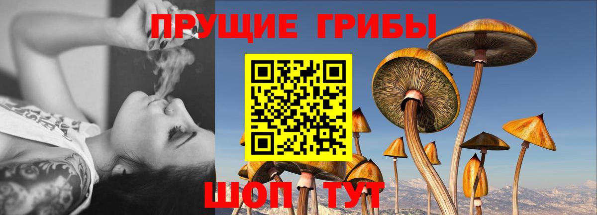 Псилоцибиновые грибы Psilocybe Нижневартовск